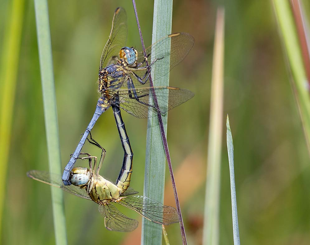 Orthetrum abbotti mating pair